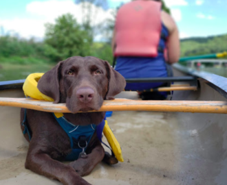 calm chocolate lab with life jacket enjoys the calm waters with mom in a canoe